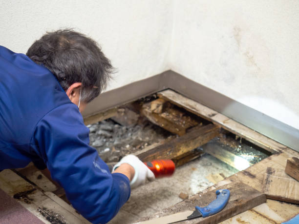 Best Preventive Mold Services in Gibbsboro, NJ