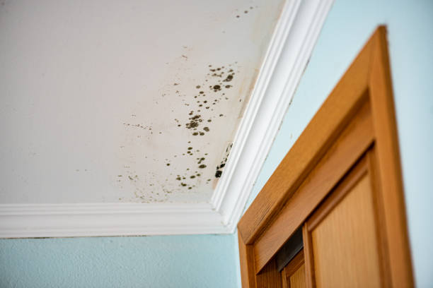Best Bathroom Mold Remediation in Gibbsboro, NJ