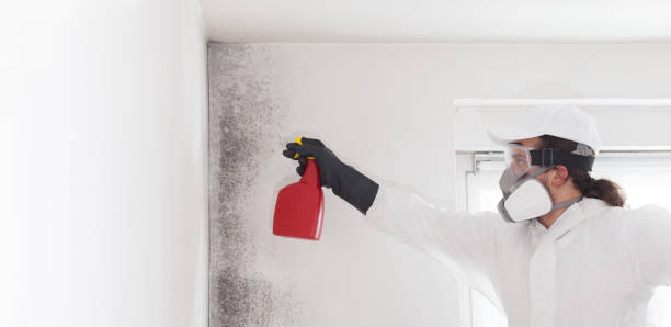 Best Residential Mold Remediation in Gibbsboro, NJ
