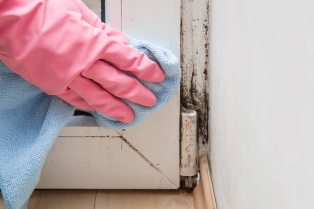 Best White Mold Remediation in Gibbsboro, NJ